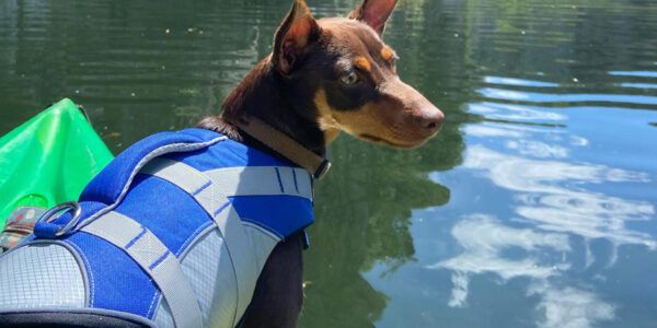 Faire du canoë avec son chien Faire du canoë avec son chien